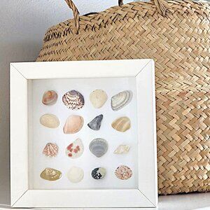 Framed seashell art